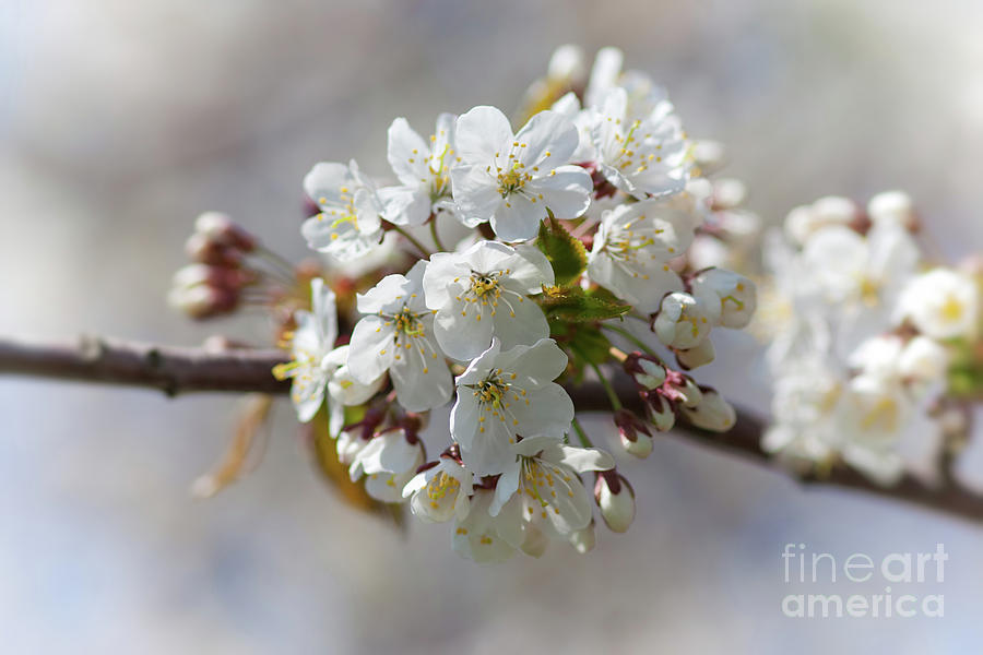 Blossoming cherry Photograph by Michal Boubin