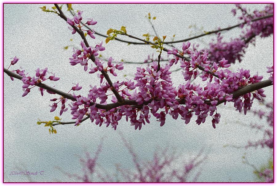 Blossoming Cherry  Photograph by Sonali Gangane