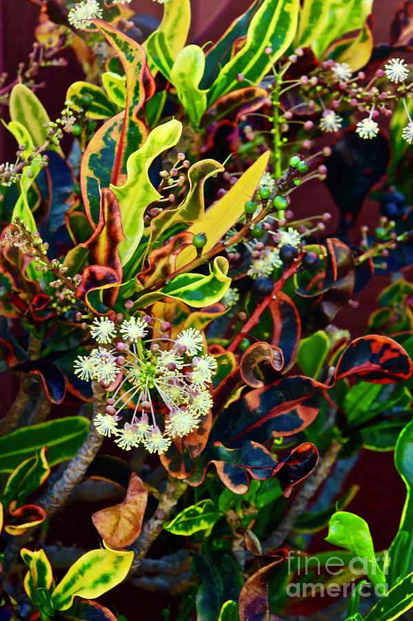 Blossoming Croton Photograph by Craig Wood