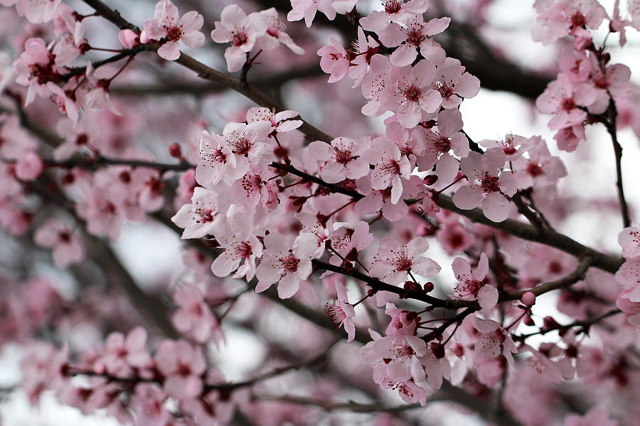 Blossoming Delight Photograph by Vanessa Thomas