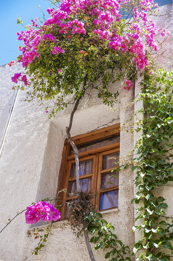 Blossoming Flowers And A Vine Decorate Photograph by Dosfotos - Fine ...