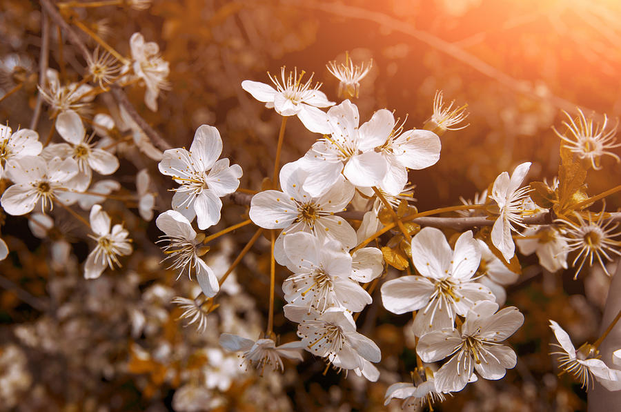 Spring Photograph - Blossoming Garden by Konstantin Sevostyanov