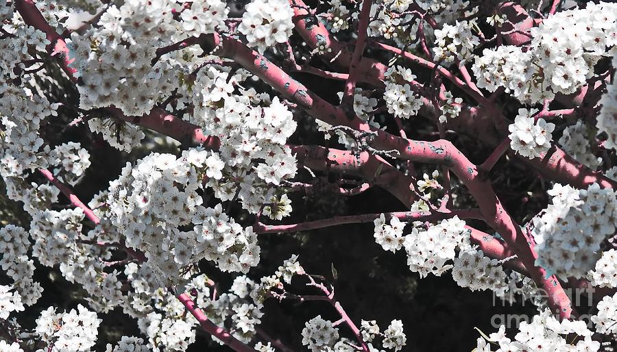 Blossoming in Santa Fe 5 Digital Art by Tim Richards