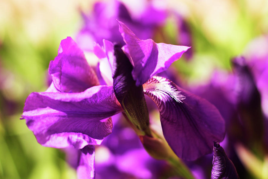 Blossoming Iris Macro 1 Photograph by Larissa Davydova - Fine Art America