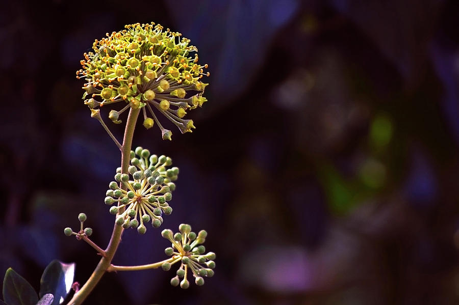 Nature Photograph - Blossoming Ivy - Rare Phenomenon by Irina Safonova