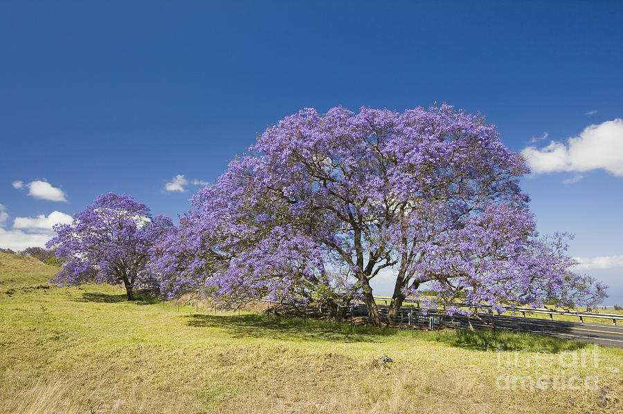 Flowers Still Life Photograph - Blossoming Jacaranda by Dave Fleetham - Printscapes