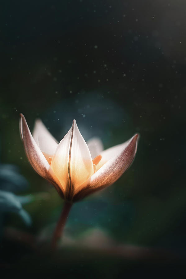 Flower Photograph - Blossoming Light by Scott Norris