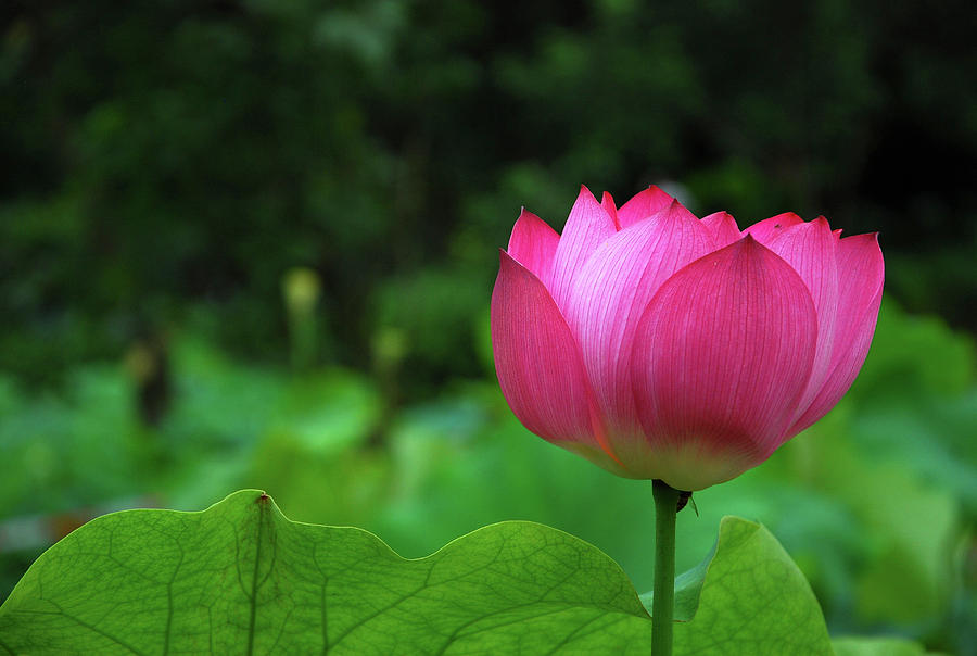 Blossoming lotus flower closeuop Photograph by Carl Ning