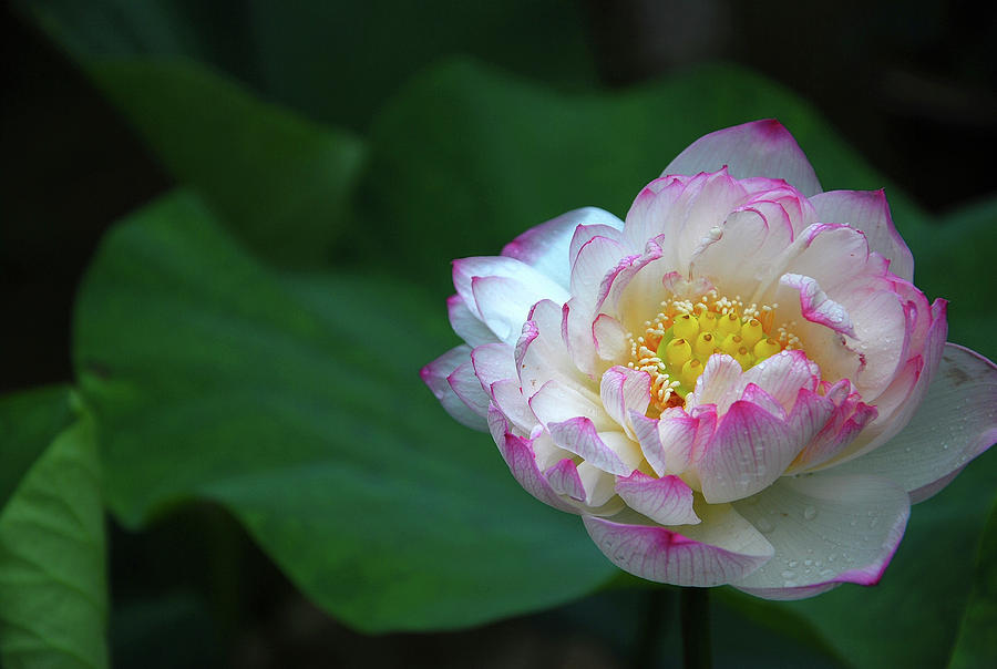 Blossoming lotus flower closeup Photograph by Carl Ning