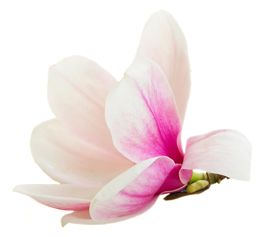 Blossoming  Magnolia Flower Photograph
