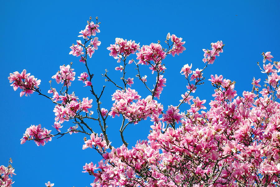 Magnolia Movie Photograph - Blossoming Magnolia Tree by Valentino Visentini
