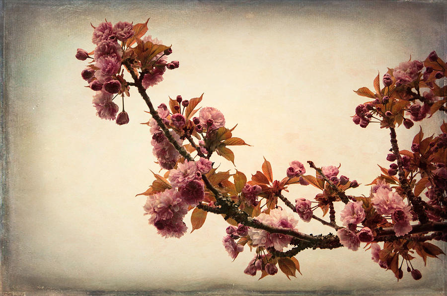 Blossoming Sakura Photograph by Marilyn Wilson