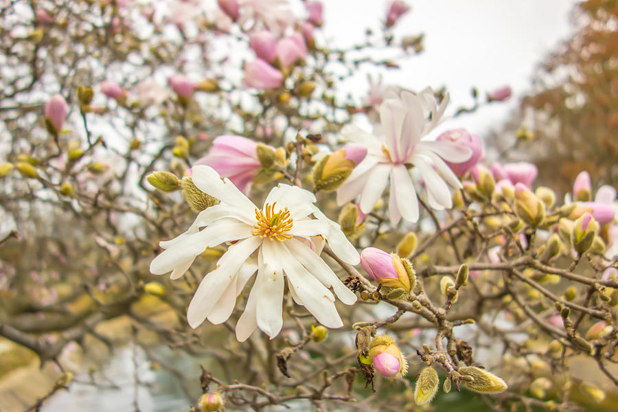 Blossoming of magnolia flowers in spring time Photograph by Alex Grichenko