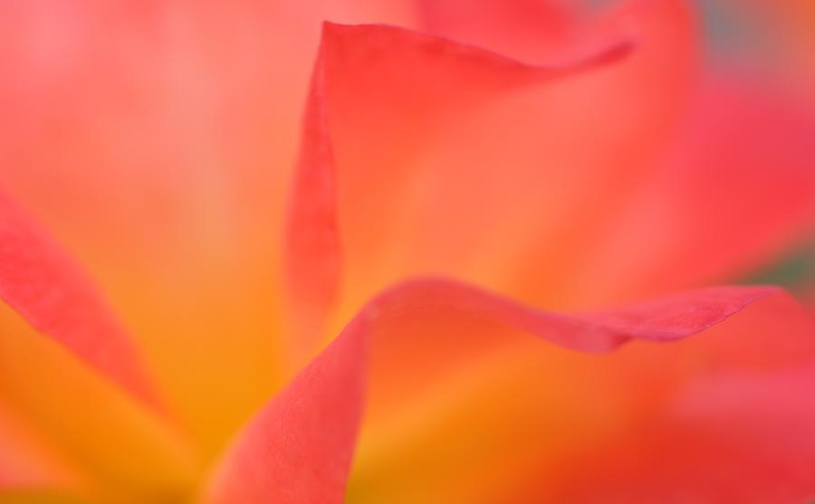 Blossoming Orange Rose Photograph by The Art Of Marilyn Ridoutt-Greene