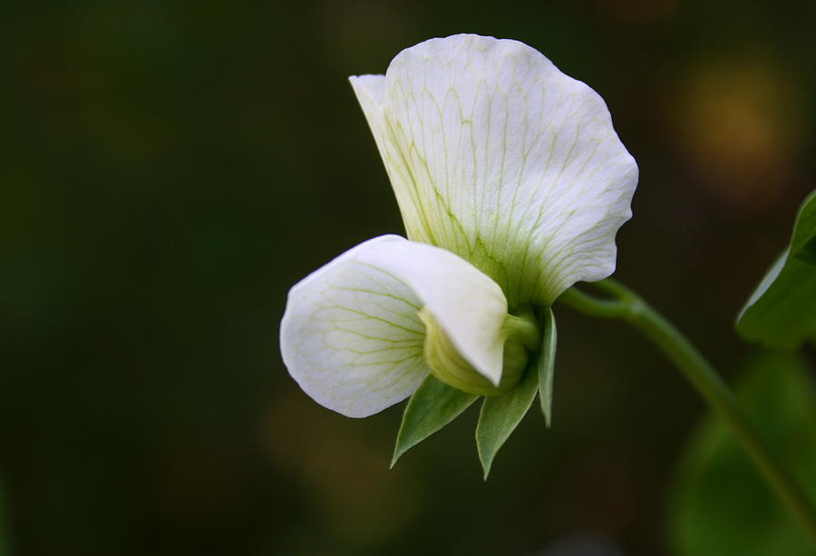 Spring Photograph - Blossoming Pea by Annie Babineau