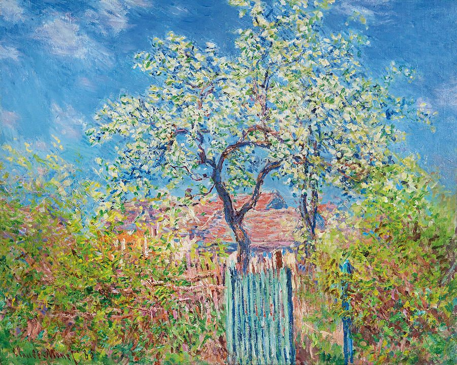Blossoming pear tree Painting by Claude Monet