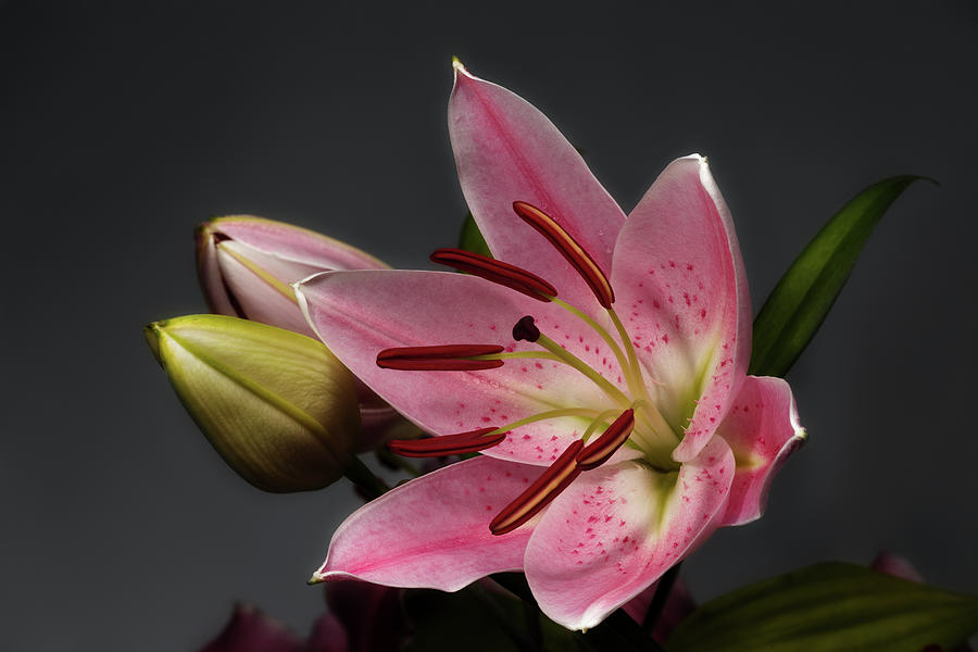 Blossom Photograph - Blossoming Pink Lily Flower on dark Background by Sergey Taran