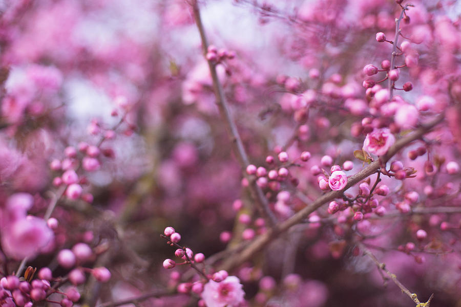 Blossoming pink love Photograph by Kunal Mehra