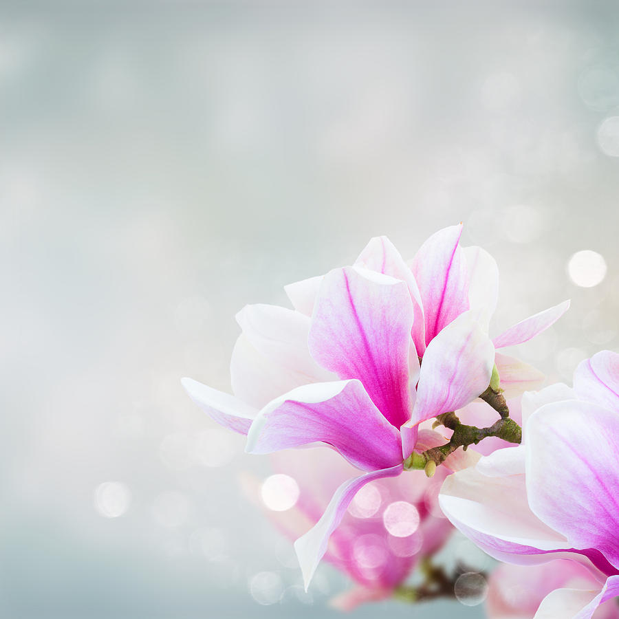 Blossoming Pink  Magnolia Flowers Photograph by Anastasy Yarmolovich