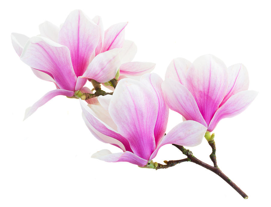 Blossoming Pink  Magnolia Twig Photograph by Anastasy Yarmolovich