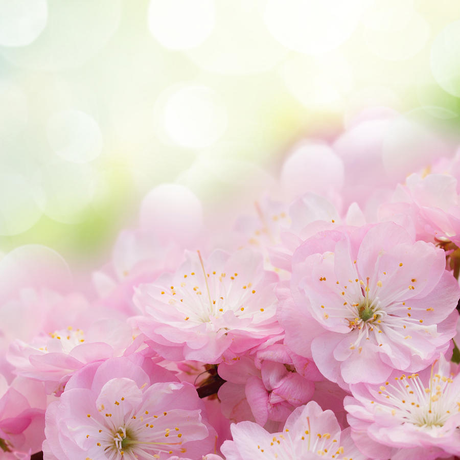 Blossoming Pink Tree  In Graden Photograph