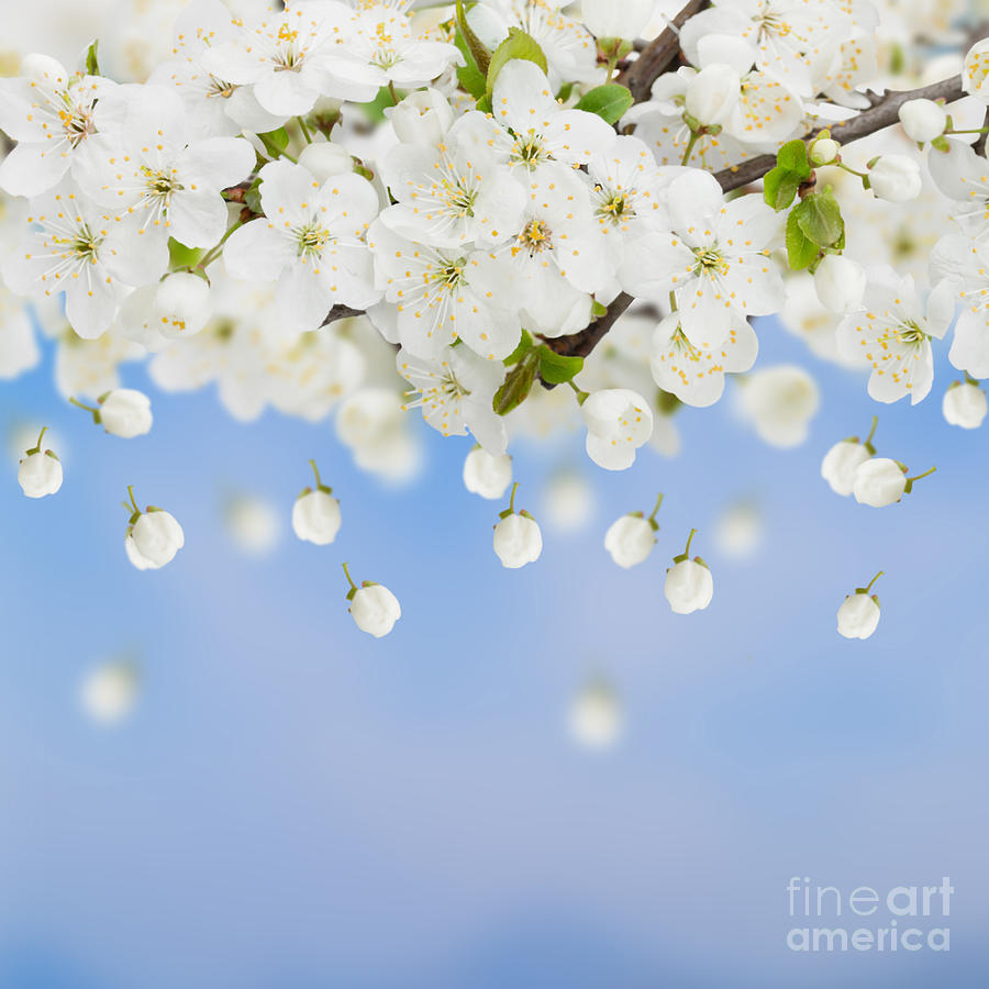 Blossoming Plum Flowers Photograph