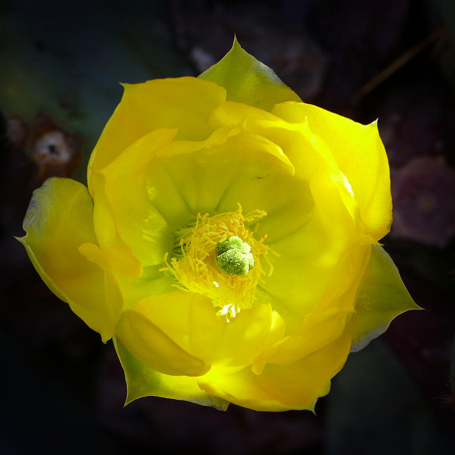Blossoming Prickly Pear Photograph by Laurel Powell