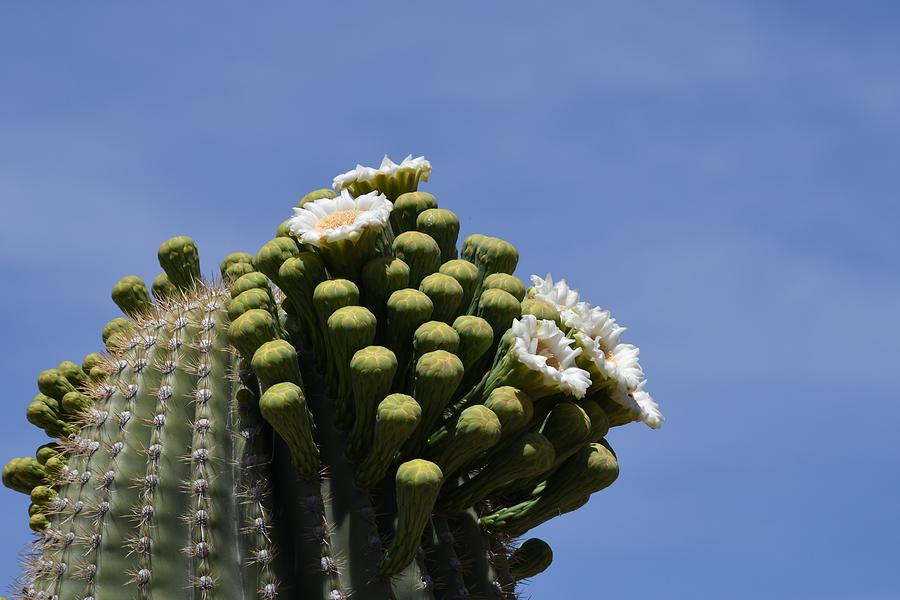Blossoming Saguaro Catcus Photograph by Hella Buchheim