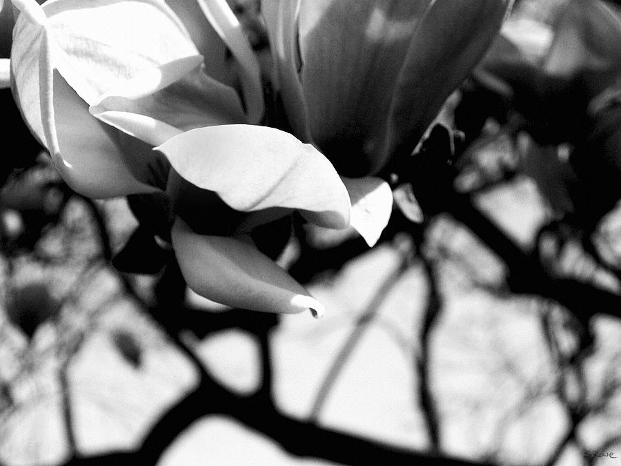 Blossoming Photograph by Shawna Rowe