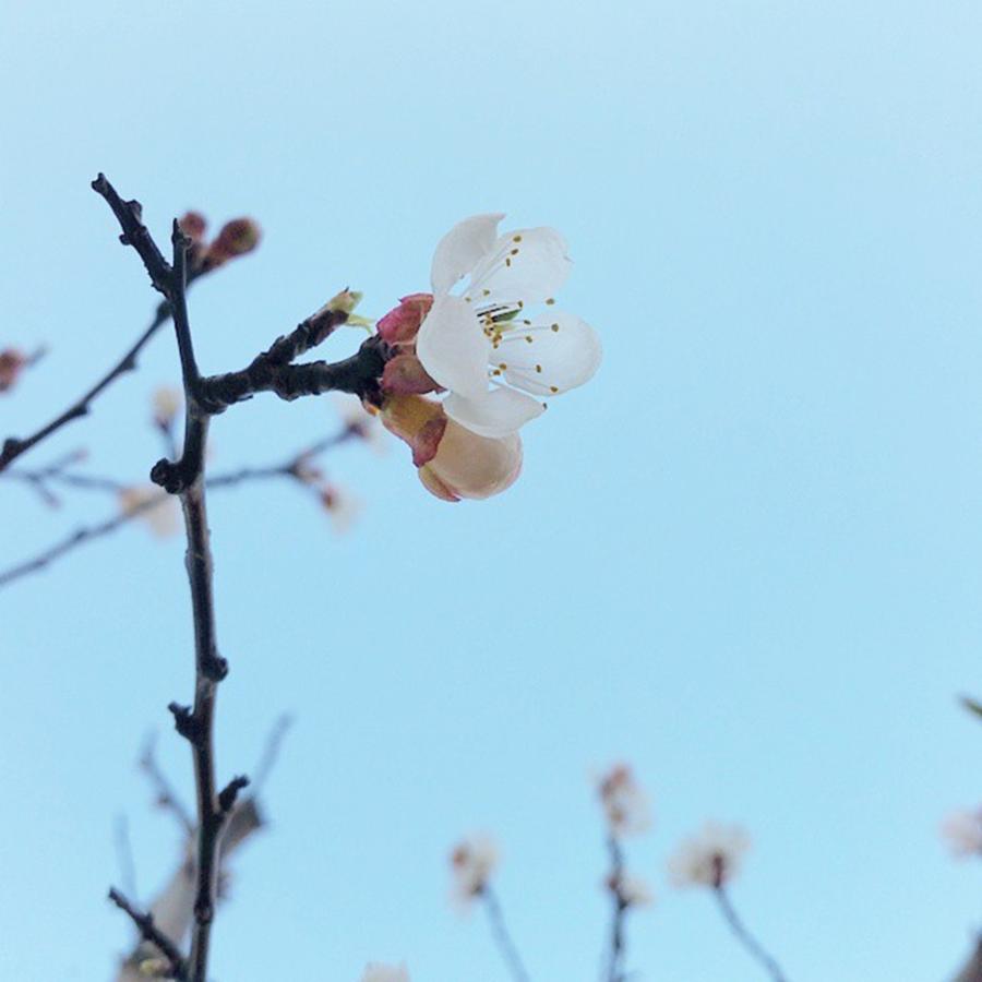Spring Photograph - Blossoming Spring :) by Simona Foldesova
