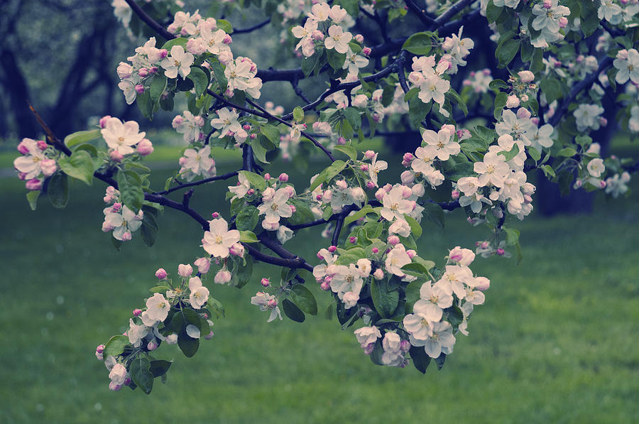 Spring Photograph - Blossoming Spring Garden by Konstantin Sevostyanov