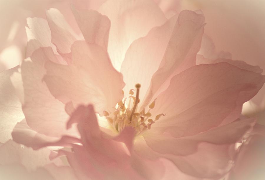 Blossoming Photograph by The Art Of Marilyn Ridoutt-Greene