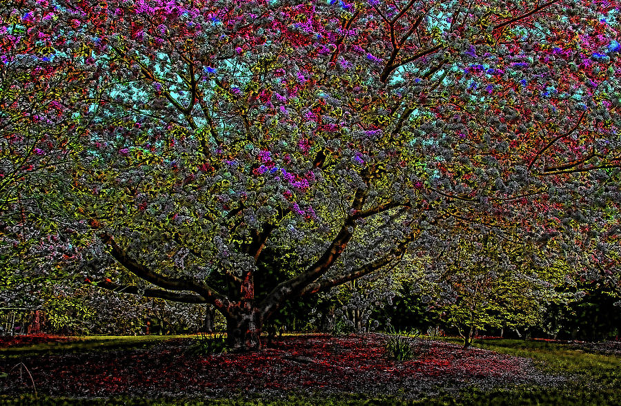 Nature Digital Art - Blossoming Tree by Cathy Harper