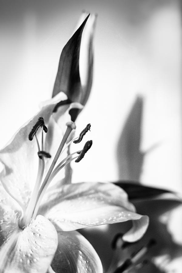 Blossoming White Lilly Flower and Shadow in Monochrome Photograph by John Williams