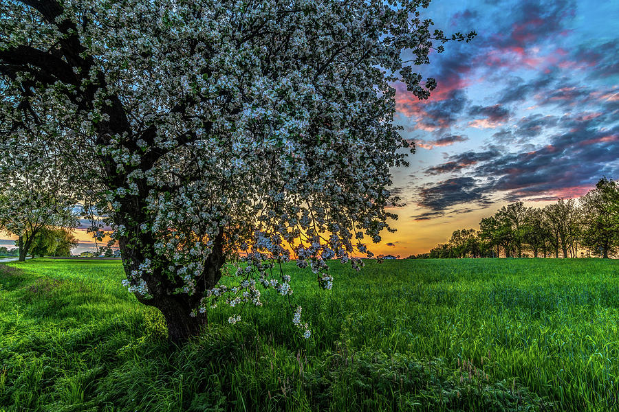 Blossomming Tree By Twiglight Photograph