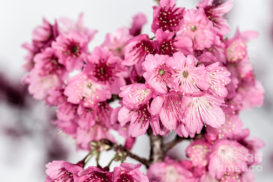 Blossoms 3 by Steven Hendricks Blossoms 3 by Steven Hendricks