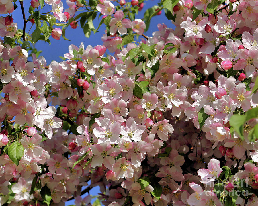 Blossoms And Blue Sky Photograph by Smilin Eyes Treasures