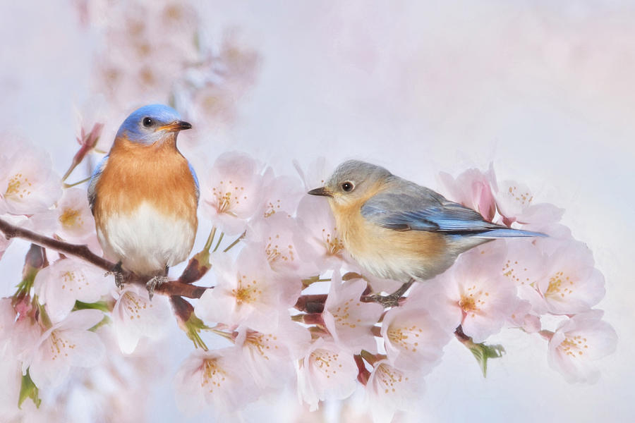 Blossoms and Bluebirds Mixed Media by Lori Deiter