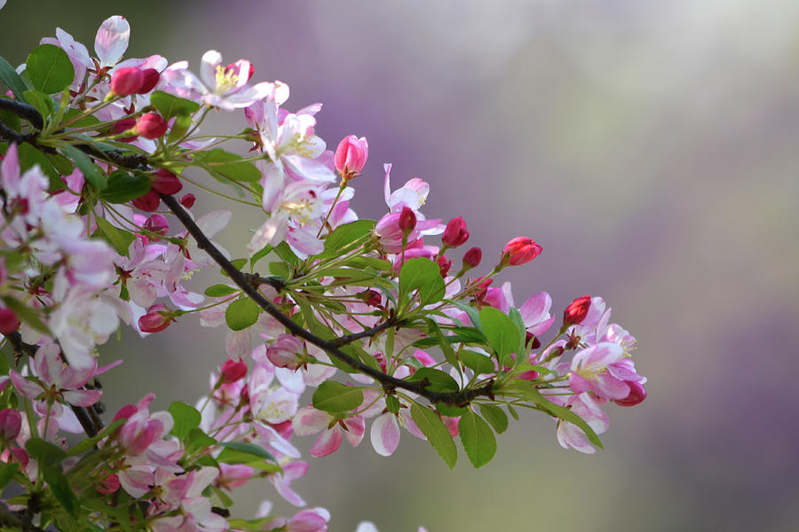 Blossoms and Bokeh Photograph by Ann Bridges