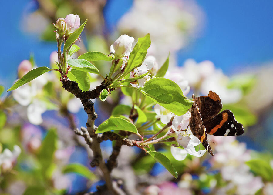 Blossoms and butterfly Photograph by Tatiana Travelways