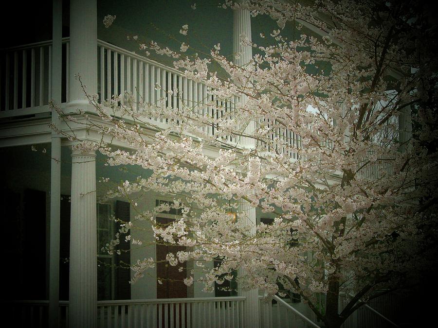 Blossoms and House Photograph by Joyce Kimble Smith