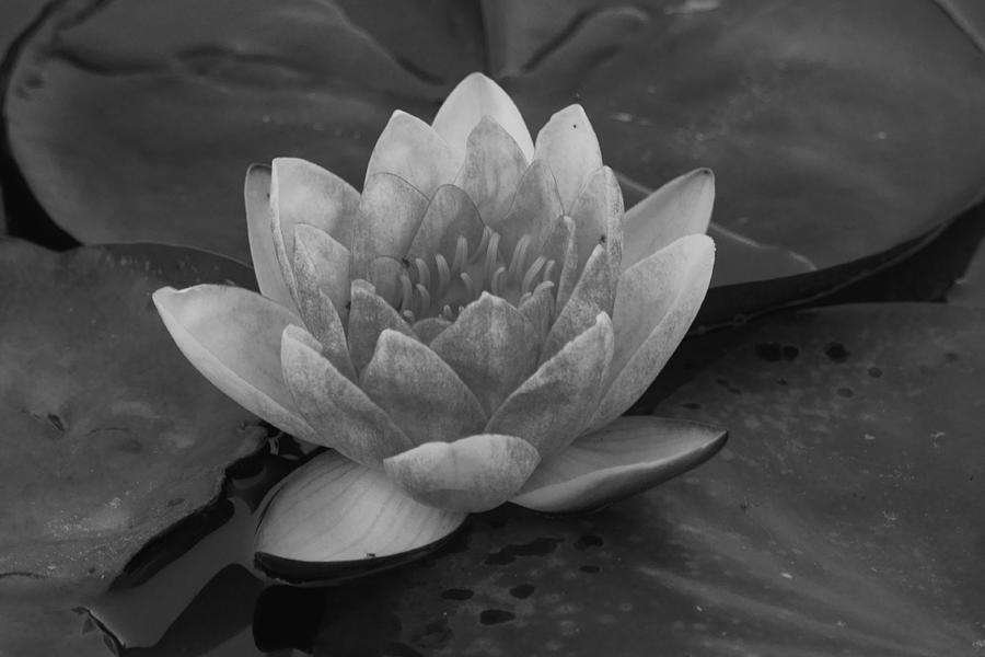 Blossoms and Lily Pads 2 bw Photograph by Dimitry Papkov