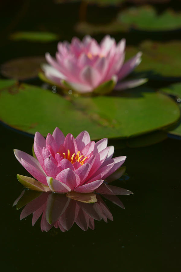 Blossoms and Lily Pads 9 Photograph by Dimitry Papkov