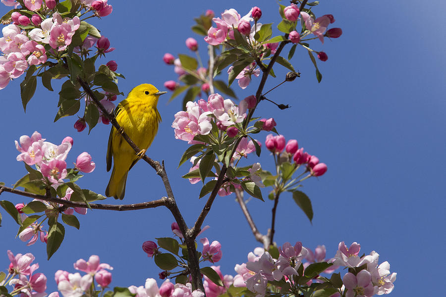 Blossoms and warbler Photograph by Mircea Costina Photography