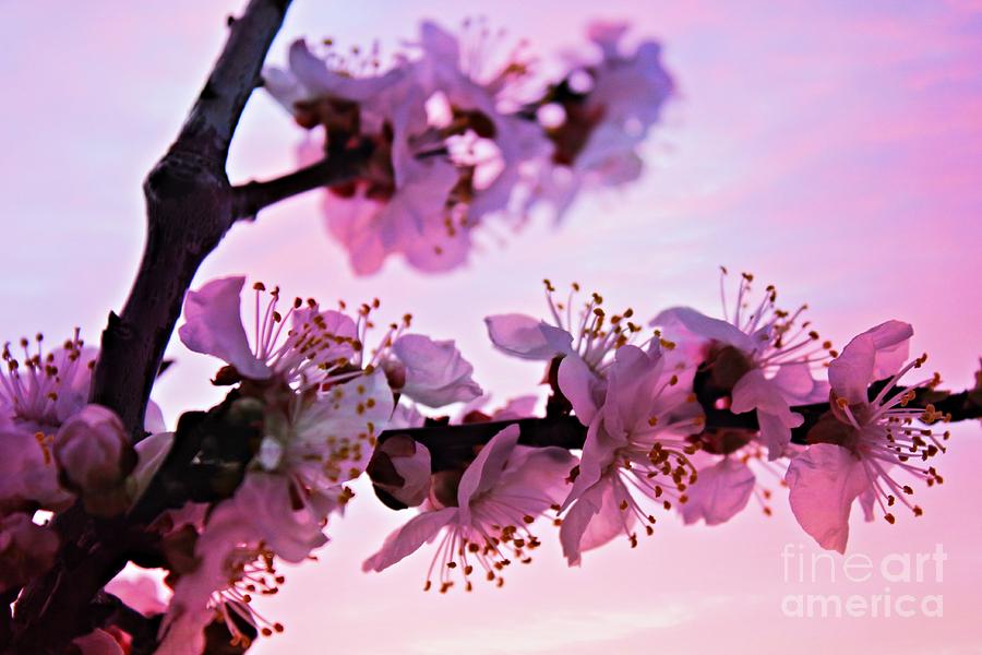 Blossoms at Sunset Photograph by Clare Bevan