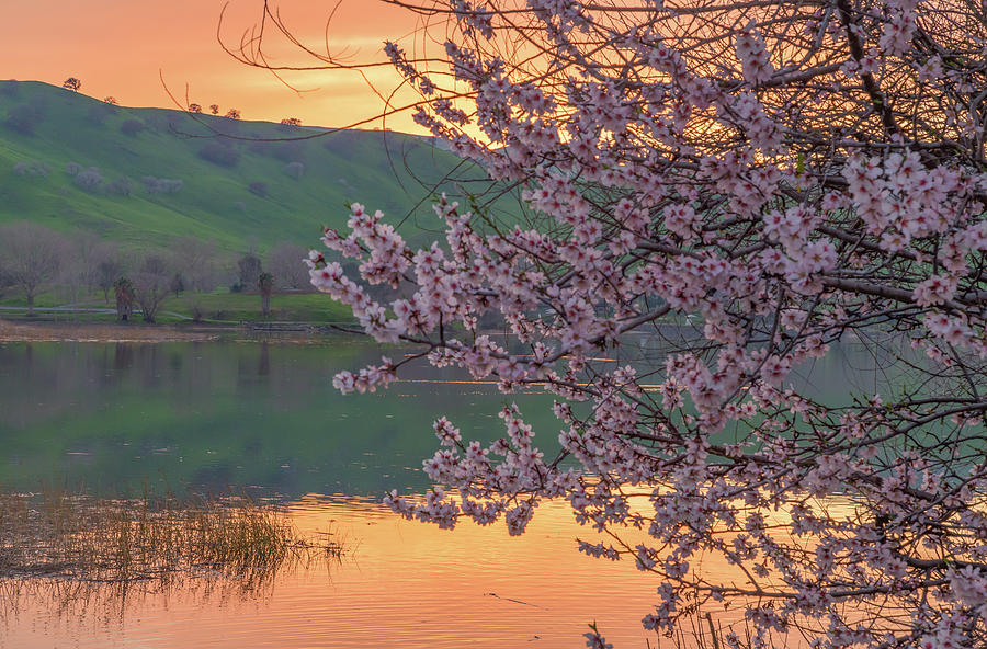 Blossoms at Sunset Photograph by Marc Crumpler