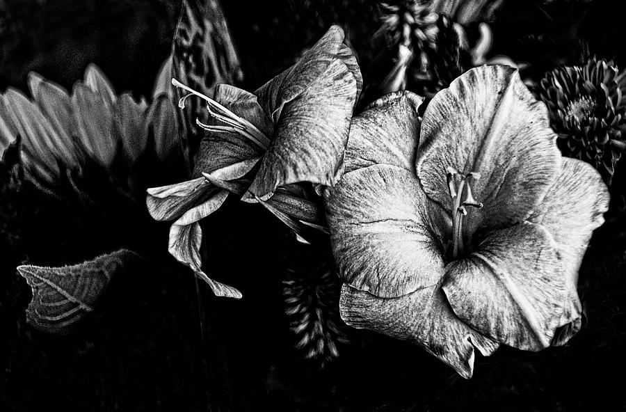 Blossoms, black and white. Photograph by Bill Jonscher