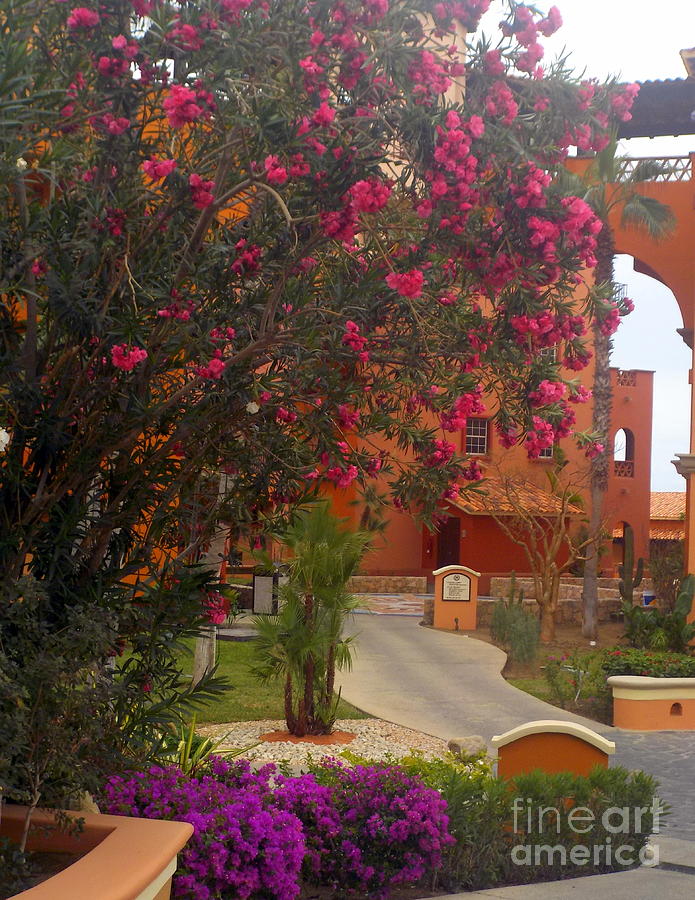 Architecture Photograph - Blossoms Cabo San Lucas Mexico by Charlene Cox