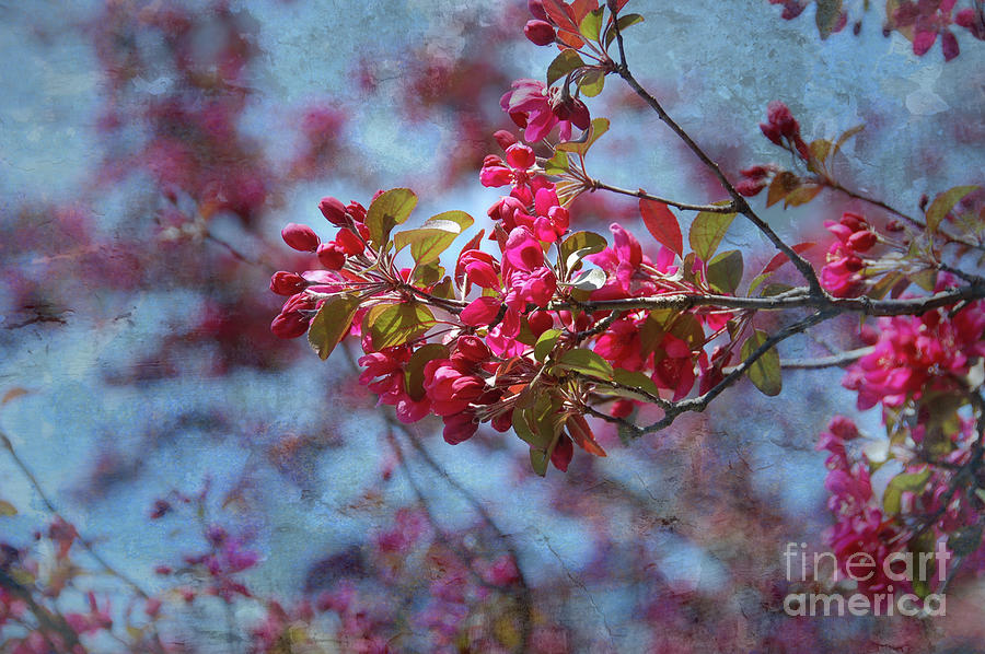 Blossoms  Photograph by Elaine Manley