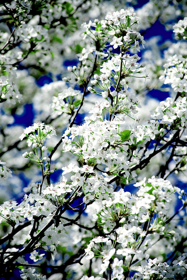 Blossoms Photograph by Greg Fortier